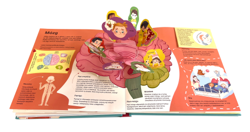 moje-cialo-3d-ksiazka-z-okienkami-mozg