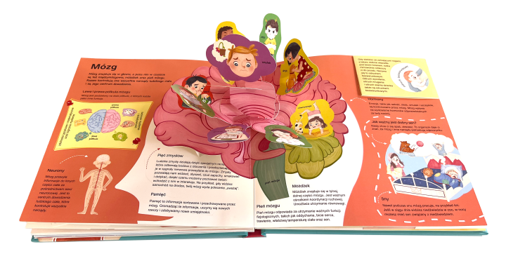 moje-cialo-3d-ksiazka-z-okienkami-mozg