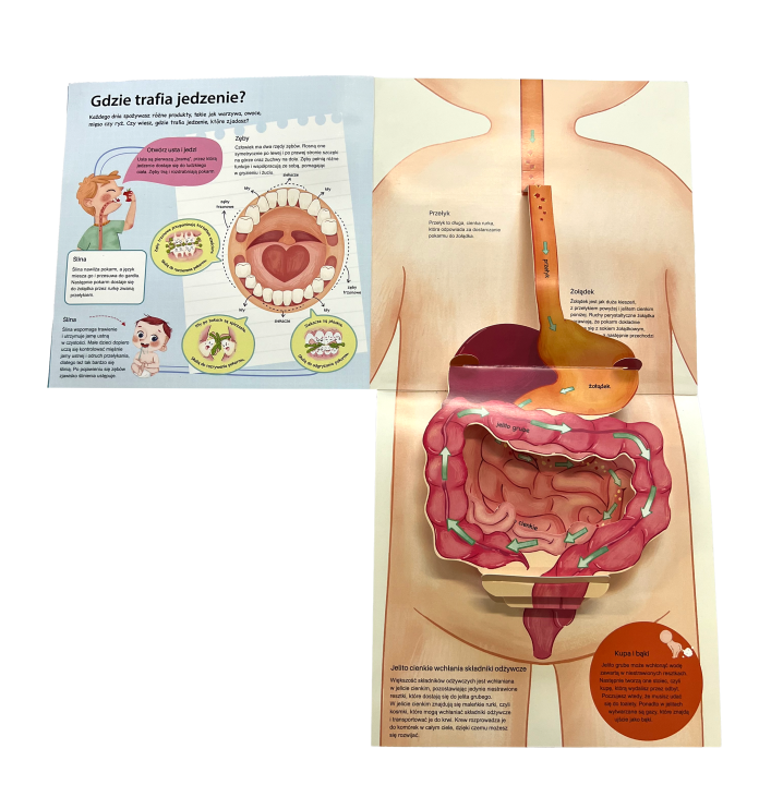 moje-cialo-3d-ksiazka-z-okienkami-zoladek