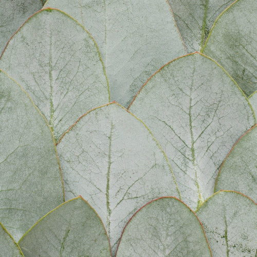 eucalyptus-patchouli-liscie-eukaliptusa-zblizenie