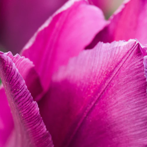 fuchsia-verbena-kwiat-fuksji-zblizenie