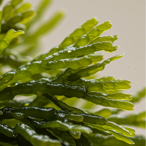 dead-sea-fucus-glony-fucus-zblizenie