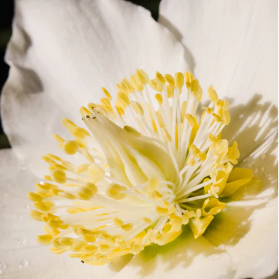 silent-vanilla-jasmin-zblizenie