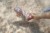 figurki-do-nauki-nurkowania-dreamy-mermaid-w-wodzie-2