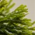 olej-z-alg-fucus-someone-new-body-oil