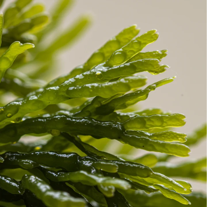 olej-z-alg-fucus-someone-new-body-oil