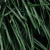 trawa-cytrynowa-soleil-july-body-oil